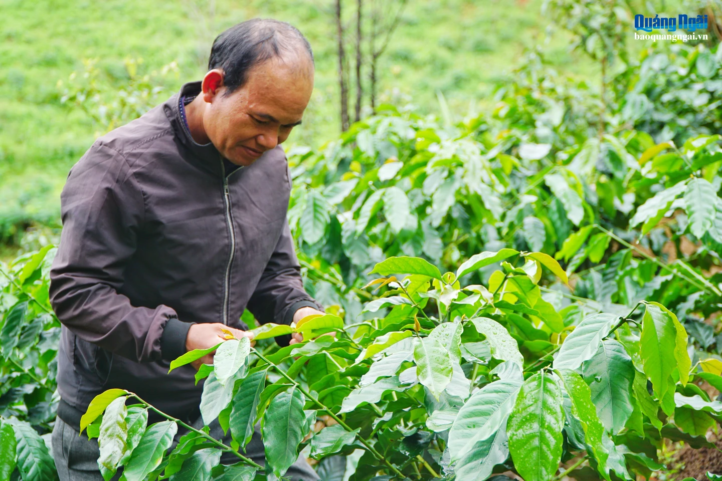 Ông A Phước cẩn thận tỉa bớt lá vàng.
