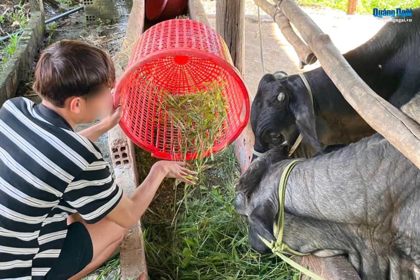 Anh H chăm sóc đàn bò, vun vén sinh kế gia đình.