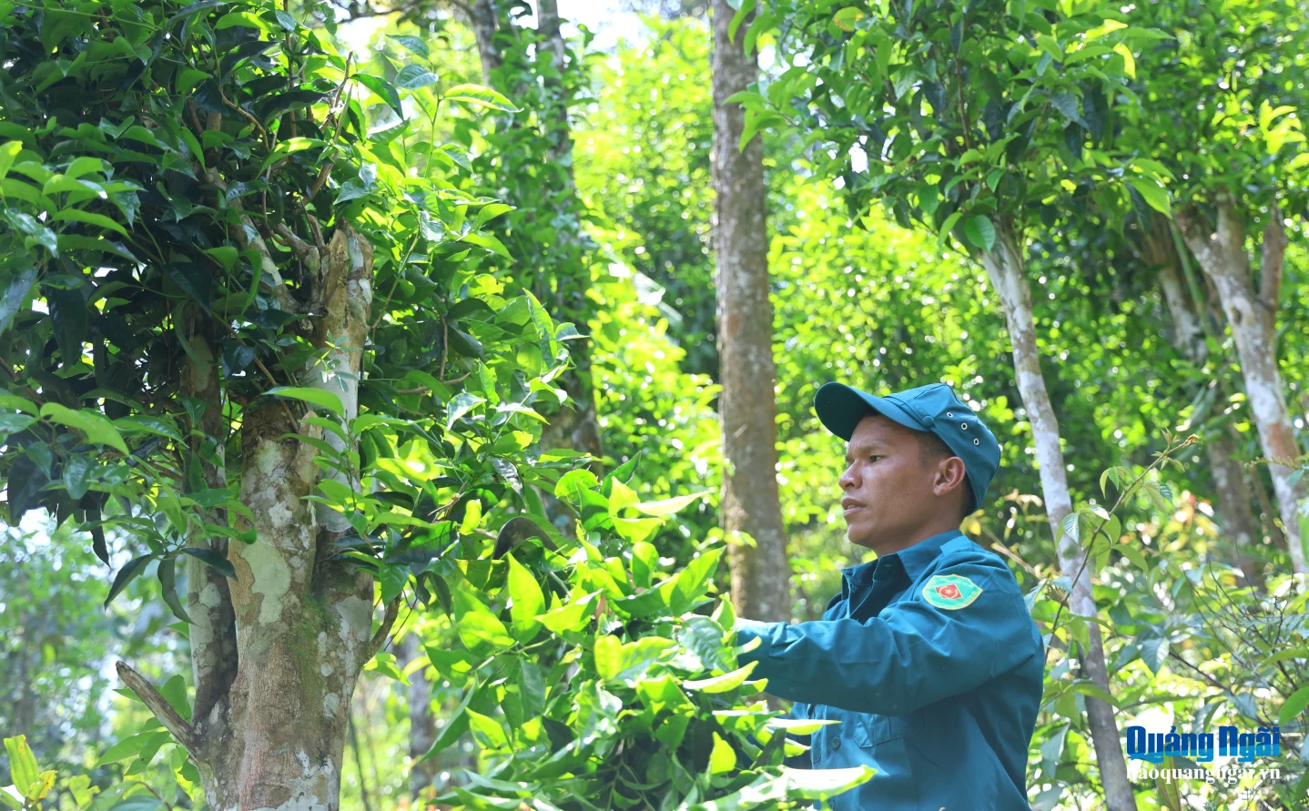 Người dân xã Cà Đam thu hoạch chè.