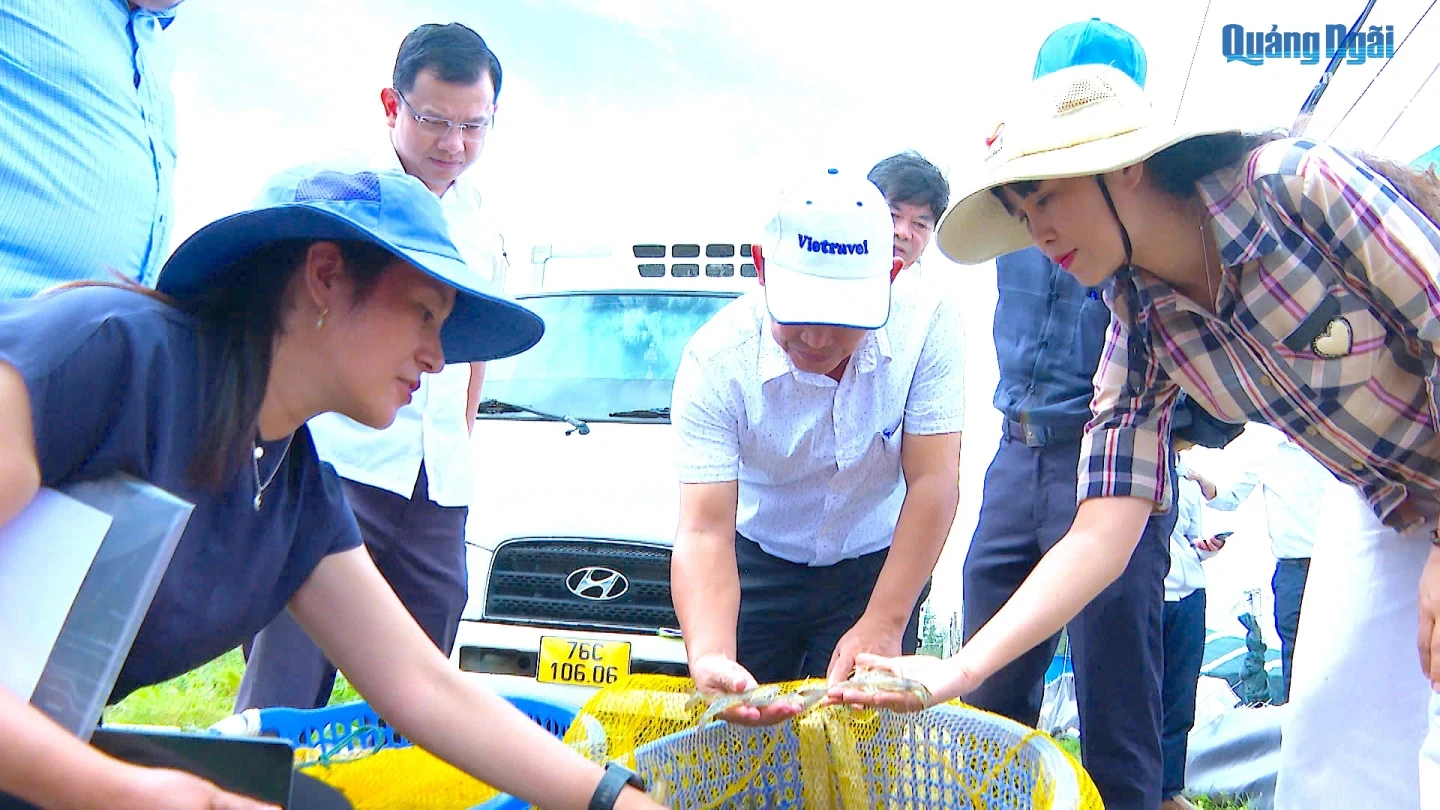  Đoàn kiểm tra đánh giá chất lượng tôm thương phẩm.