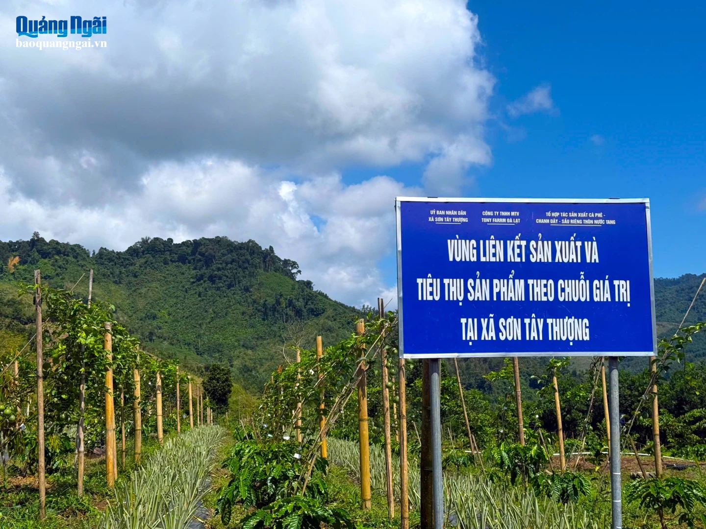 Vùng liên kết sản xuất và tiêu thụ chanh dây tại xã Sơn Tây Thượng.