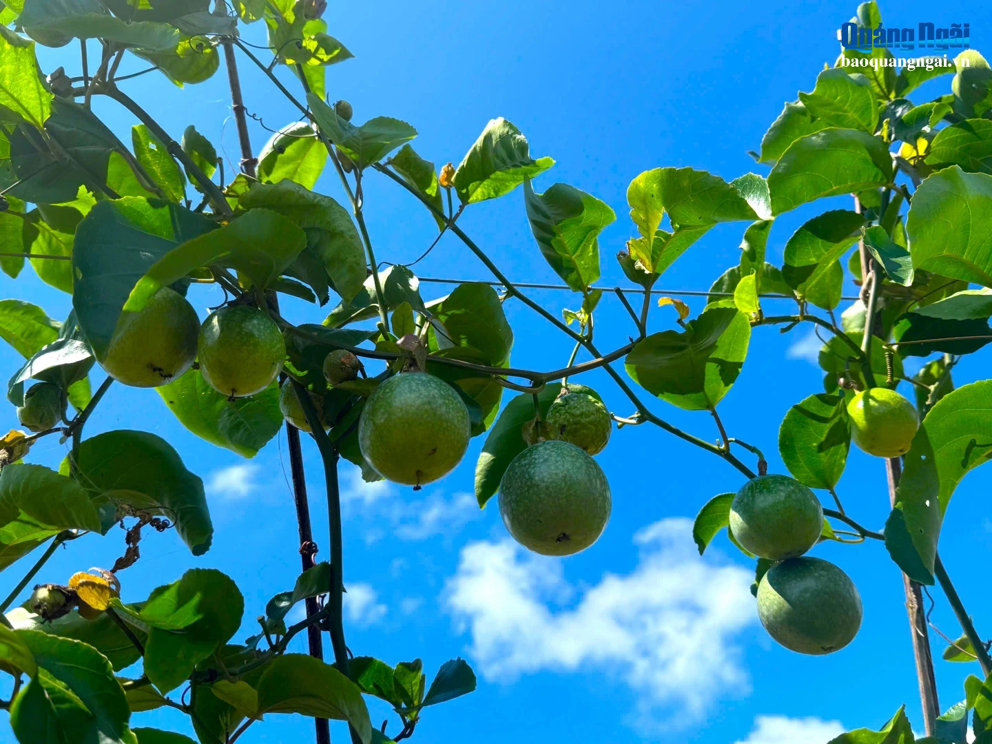 Chanh dây bước đầu thích nghi tốt với điều kiện tự nhiên ở Sơn Tây Thượng.