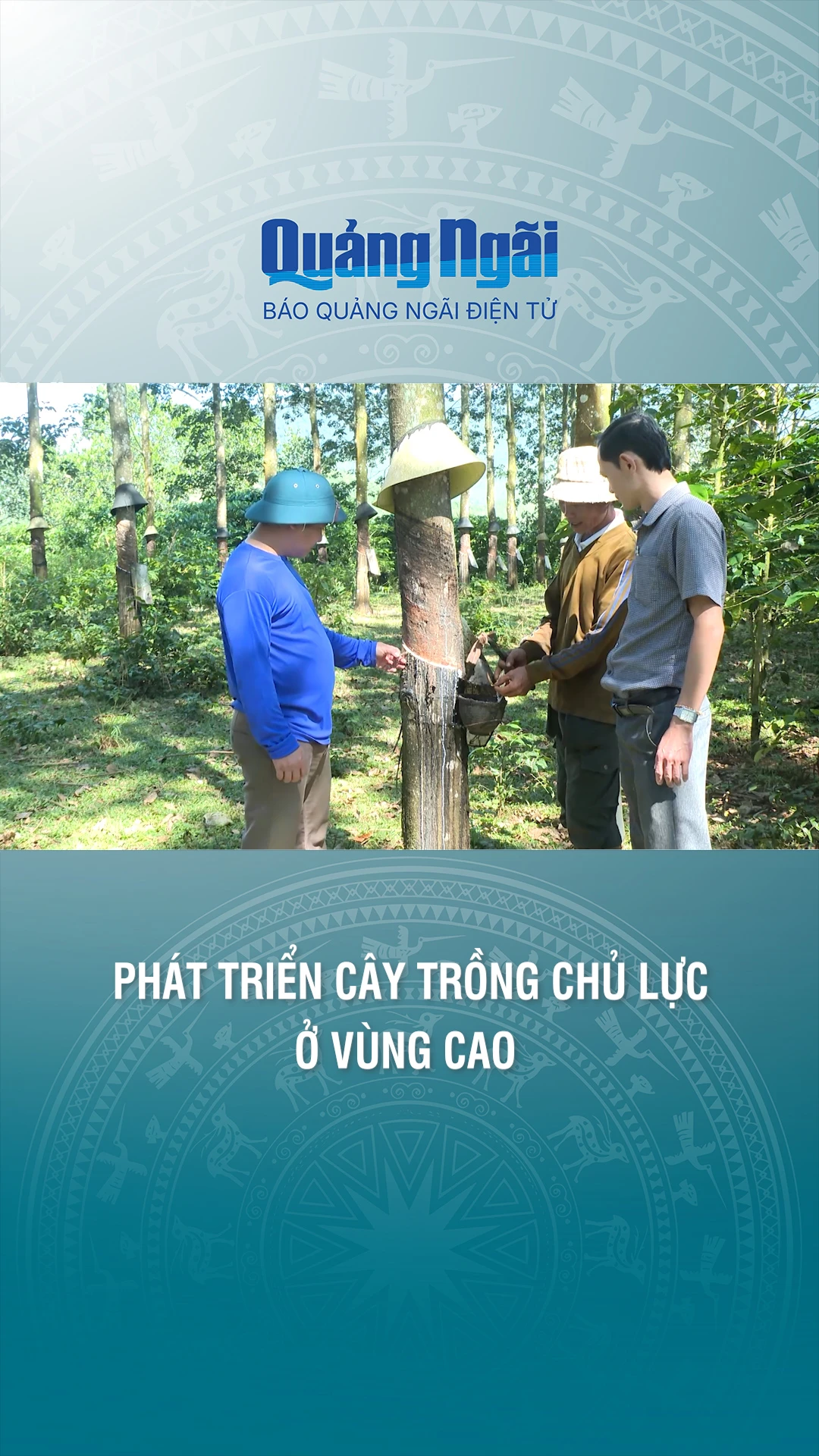 Ph&aacute;t triển c&acirc;y trồng chủ lực ở v&ugrave;ng cao
