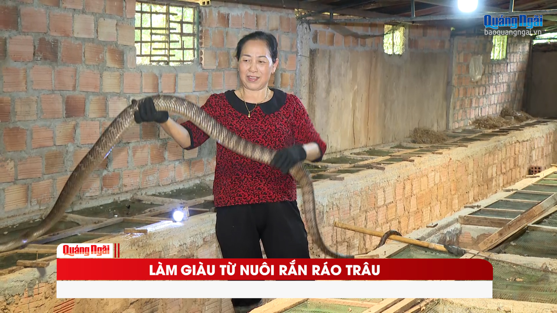 L&agrave;m&nbsp;gi&agrave;u từ nu&ocirc;i rắn r&aacute;o tr&acirc;u