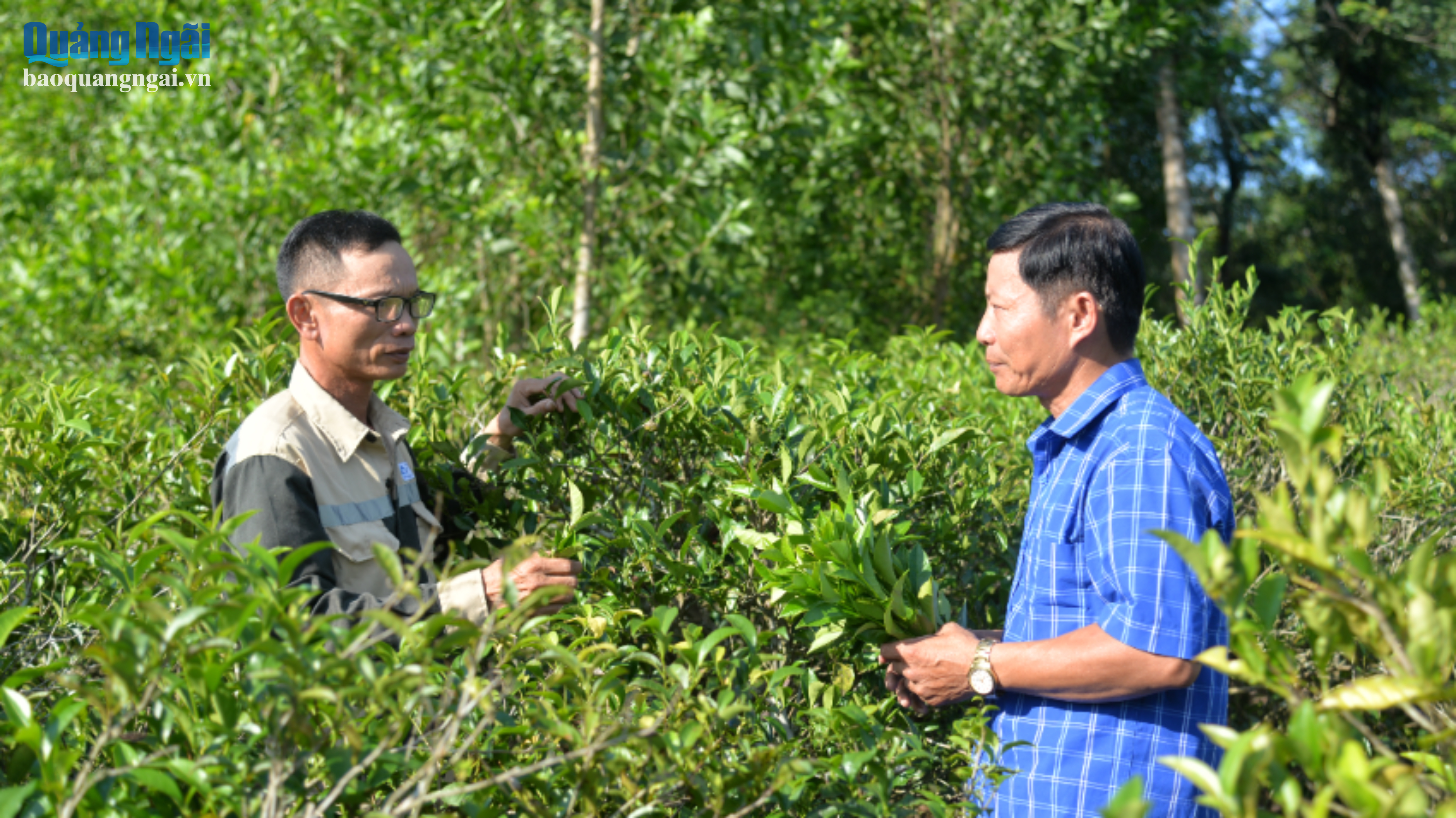 Cho ph&eacute;p đăng k&yacute; bảo hộ nh&atilde;n hiệu chứng nhận &ldquo;Ch&egrave; Lộc Thanh&rdquo;
