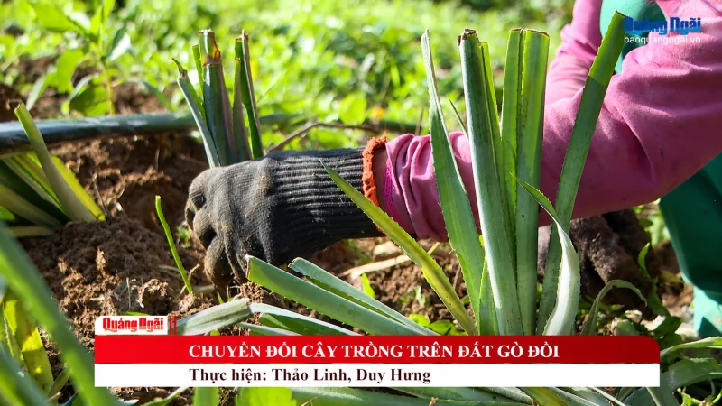 Chuyển đổi c&acirc;y trồng tr&ecirc;n đất g&ograve; đồi
